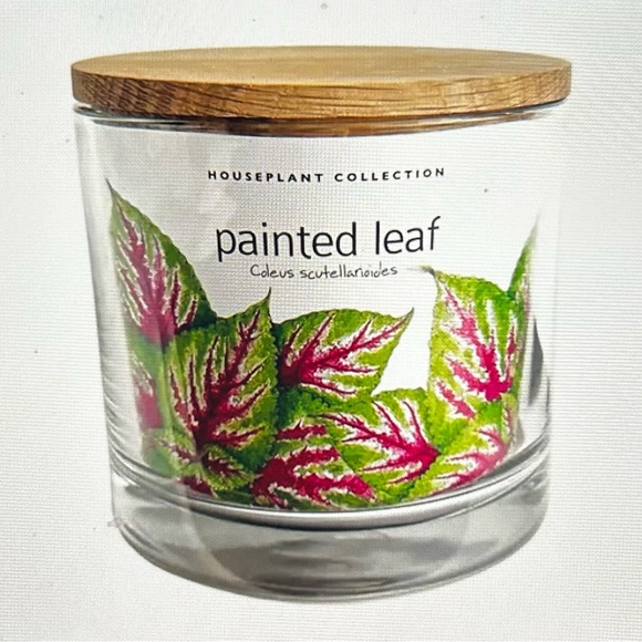 Painted Leaf Houseplant Kit by Potting Shed - Picture 1 of 5